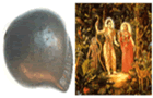 SHree Rama shaligram Shilas Rama shaligram